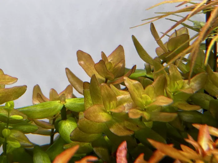 Happy Aquarium Plants Picture 10