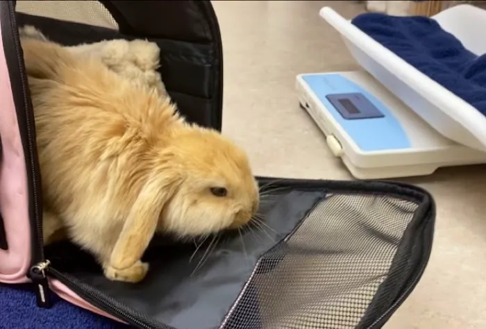 Catnip and Carrots Veterinary Hospital Picture 5