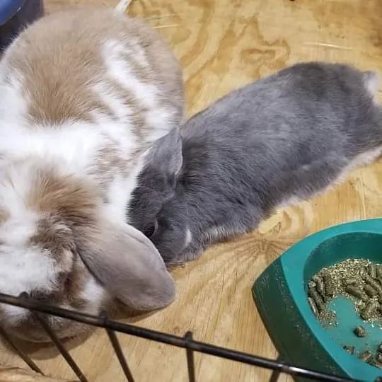 Catnip and Carrots Veterinary Hospital Picture 4