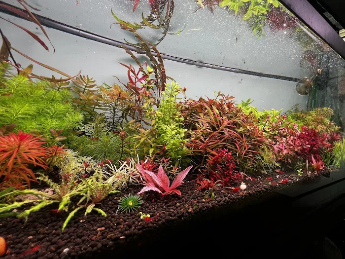 Happy Aquarium Plants Picture 4