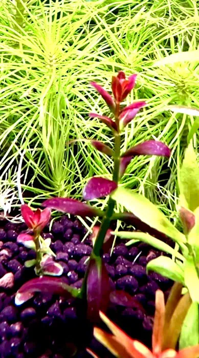 Happy Aquarium Plants Picture 6