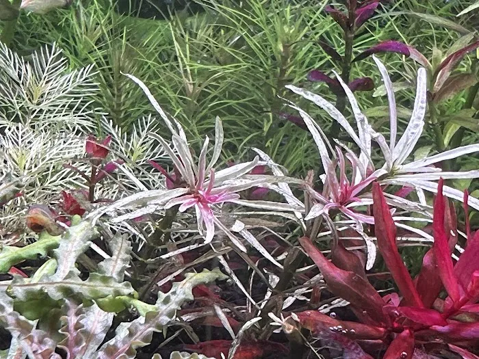 Happy Aquarium Plants Picture 2