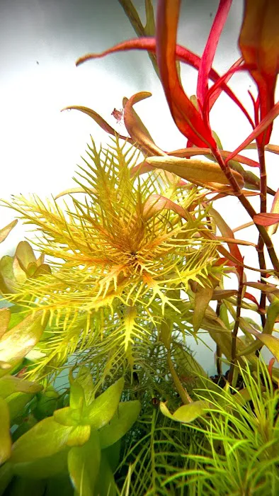 Happy Aquarium Plants Picture 5