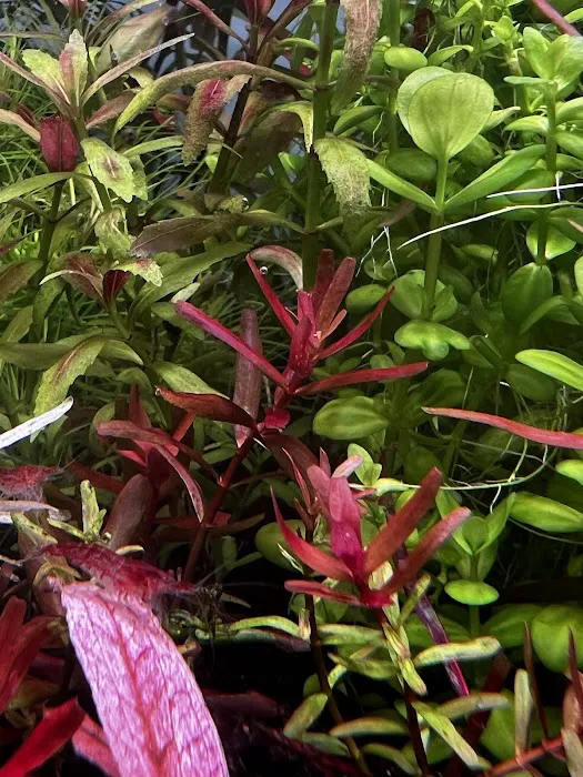 Happy Aquarium Plants Picture 1