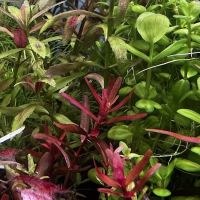 Happy Aquarium Plants ico