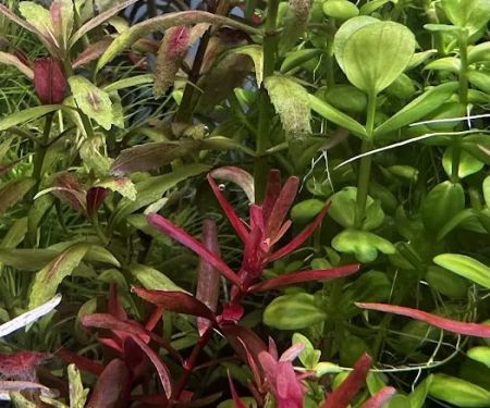 Happy Aquarium Plants