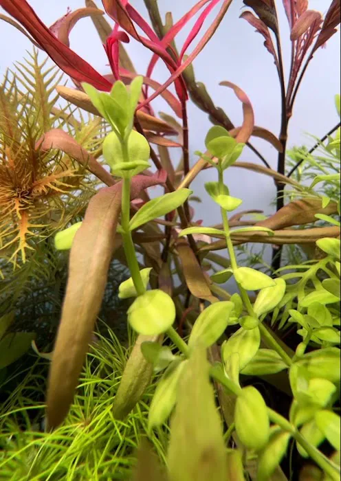 Happy Aquarium Plants Picture 8