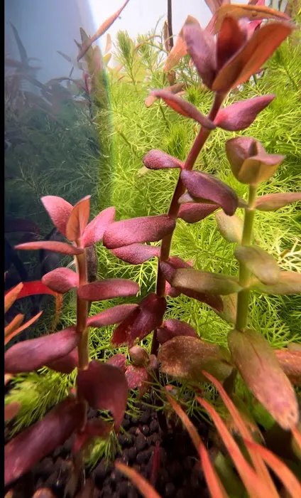 Happy Aquarium Plants Picture 9