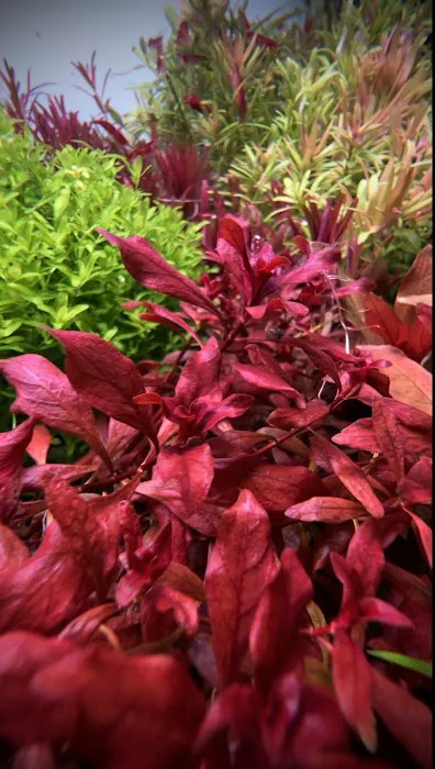 Happy Aquarium Plants Picture 10