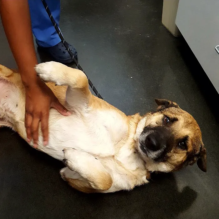 Broadway Veterinary Care Picture 4