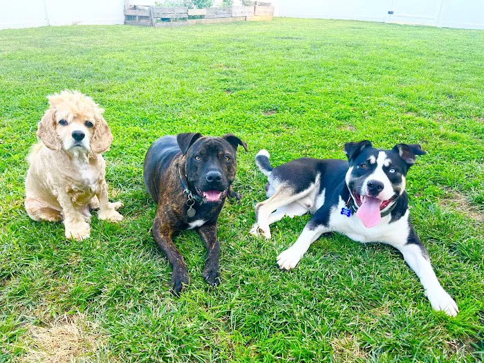 Broadway Veterinary Care Picture 3