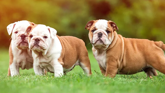 Hewlett Animal Hospital & Pet Resort Picture 3