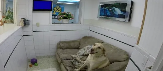 Hewlett Animal Hospital & Pet Resort Picture 10