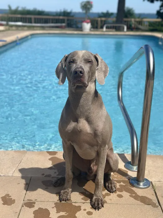 PetLove Picture 5