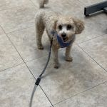 Quality Veterinary Care