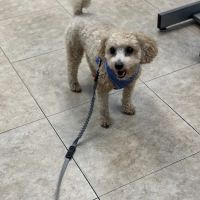 Quality Veterinary Care ico