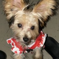 Banfield Pet Hospital ico