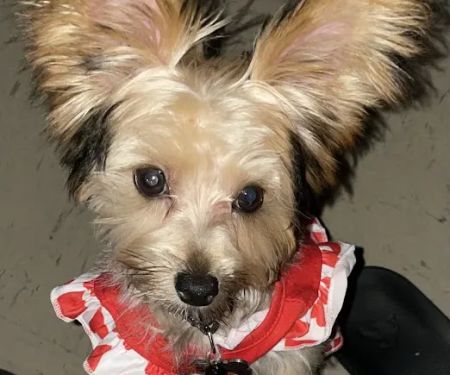 Banfield Pet Hospital