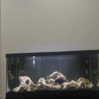 Best Aquarium Service NYC, Inc. ico