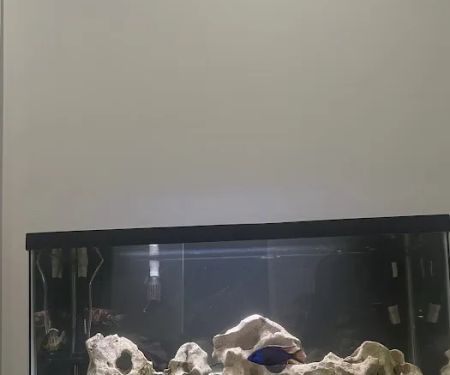 Best Aquarium Service NYC, Inc.