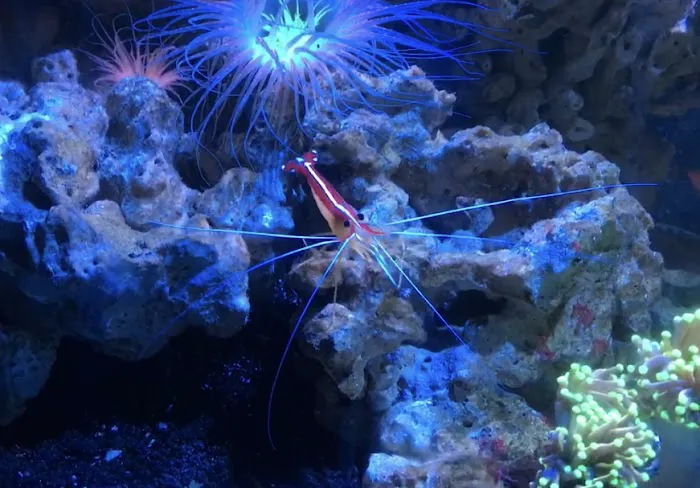 Best Aquarium Service NYC, Inc. Picture 7