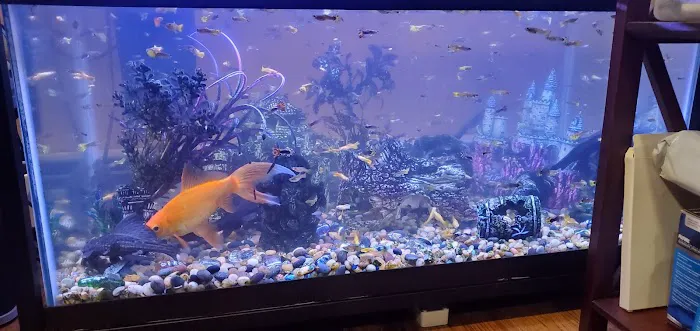 Best Aquarium Service NYC, Inc. Picture 5