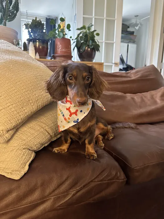 Axel & Tia’s Pet Bakery Picture 1
