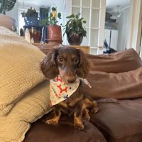 Axel & Tia’s Pet Bakery ico