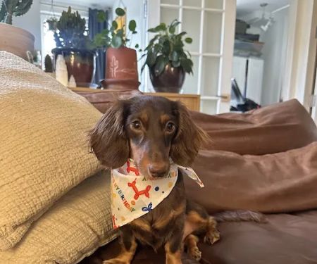 Axel & Tiau2019s Pet Bakery