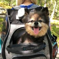 All Creatures Veterinary Services ico