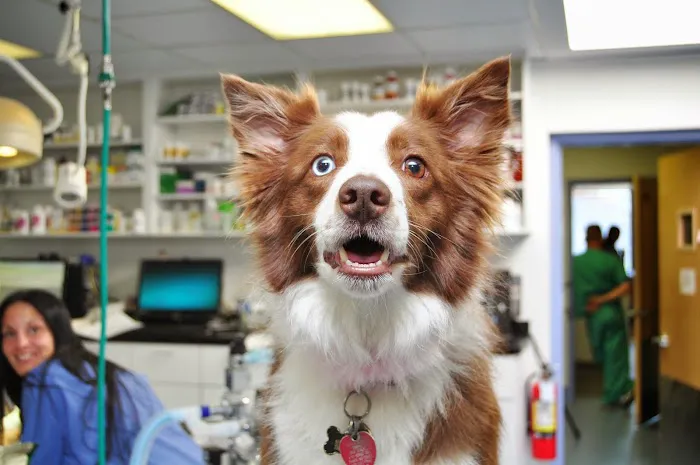 All Creatures Veterinary Services Picture 4