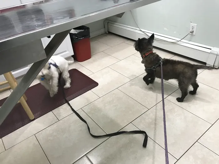 New Hyde Park Animal Hospital Picture 1