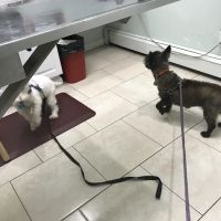 New Hyde Park Animal Hospital ico