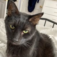 Heart + Paw ico