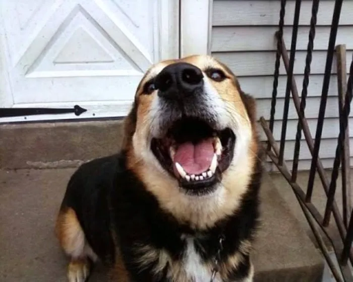 Affordable Vet Care of Brookhaven Picture 7