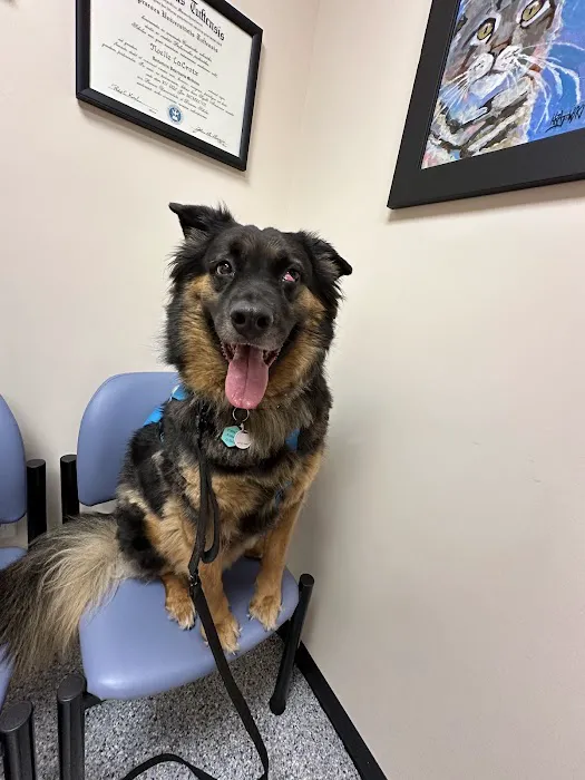 Veterinary Eye Specialist of Long Island Picture 4