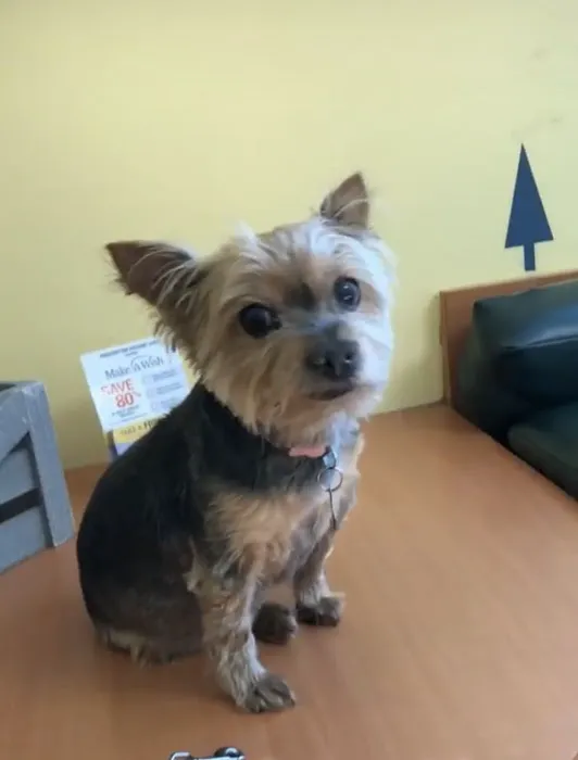 Centereach Animal Hospital Picture 2
