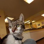 Centereach Animal Hospital