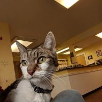 Centereach Animal Hospital ico