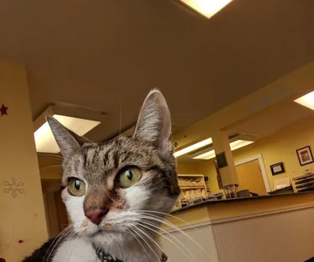 Centereach Animal Hospital