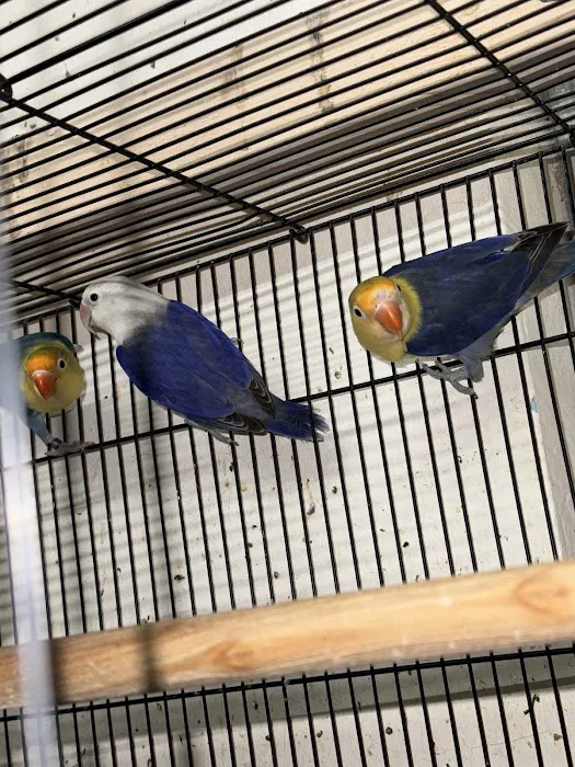 Empire Parrots Nyc Picture 8
