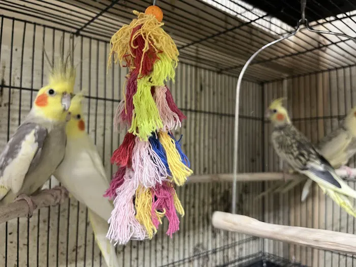 Empire Parrots Nyc Picture 1