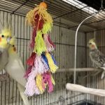 Empire Parrots Nyc