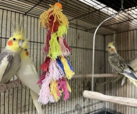 Empire Parrots Nyc
