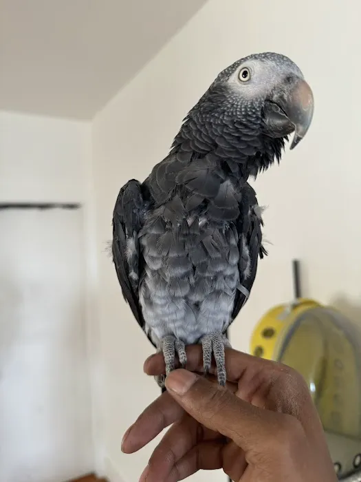 Empire Parrots Nyc Picture 6