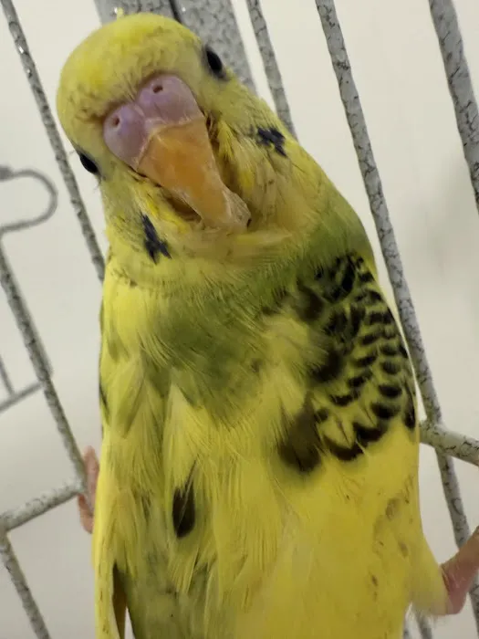 Empire Parrots Nyc Picture 4