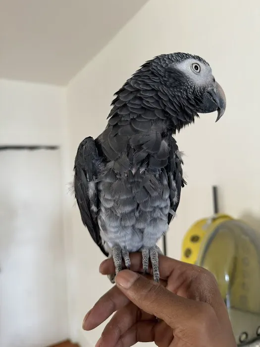 Empire Parrots Nyc Picture 7