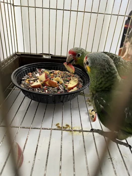 Empire Parrots Nyc Picture 2