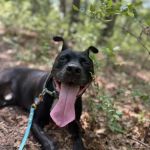Family Pet Clinic