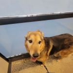 Vetco Total Care Animal Hospital